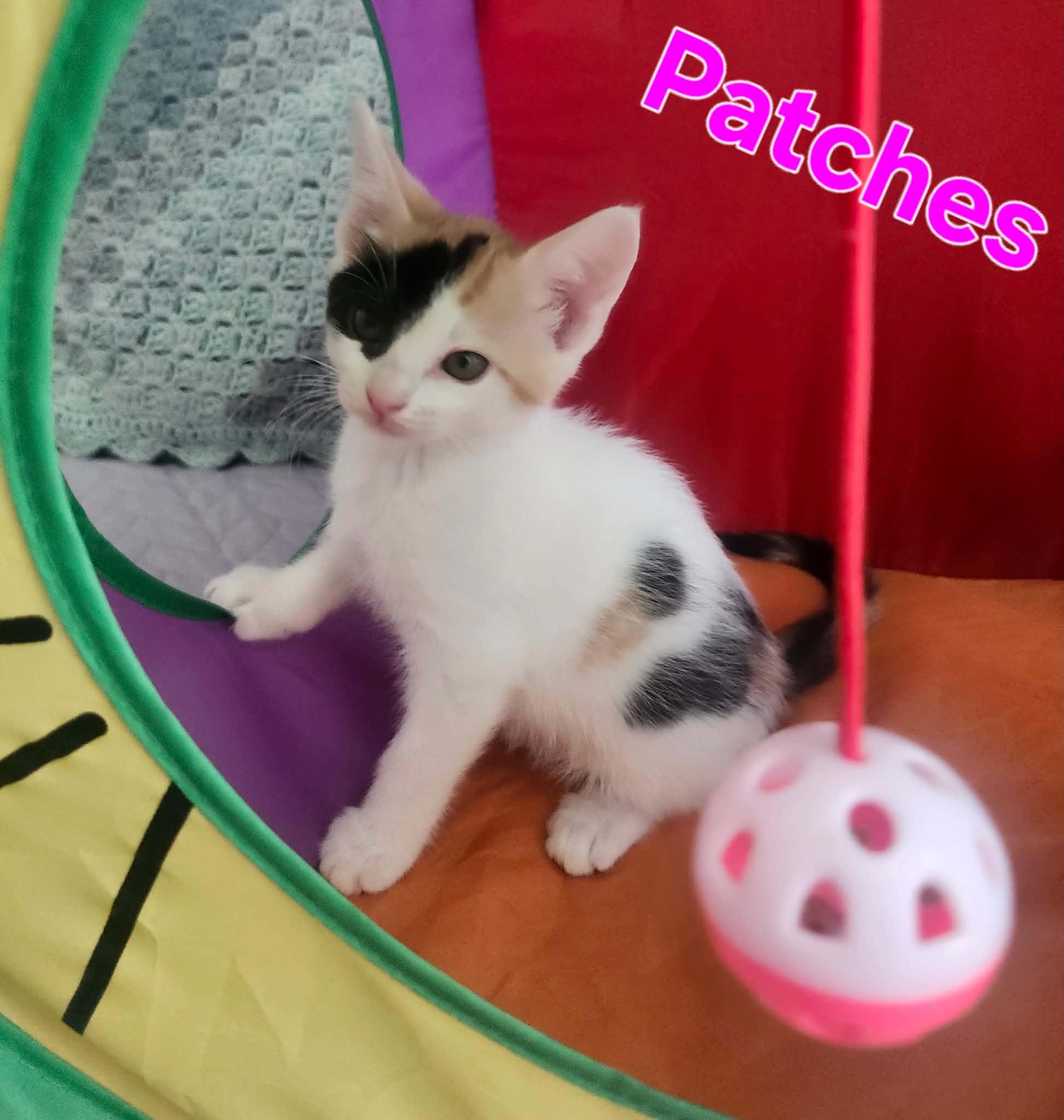 Enlarge Callie, a Adoptable Domestic Short Hair in San Anselmo, CA image 1/1