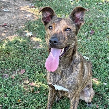 Roberta (20260118-03)