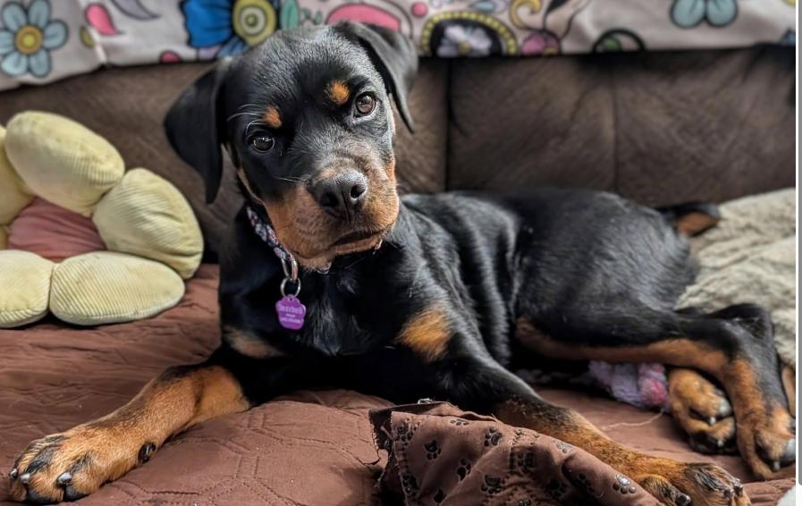 Tallulah, Adoptable, Puppy Female Rottweiler.