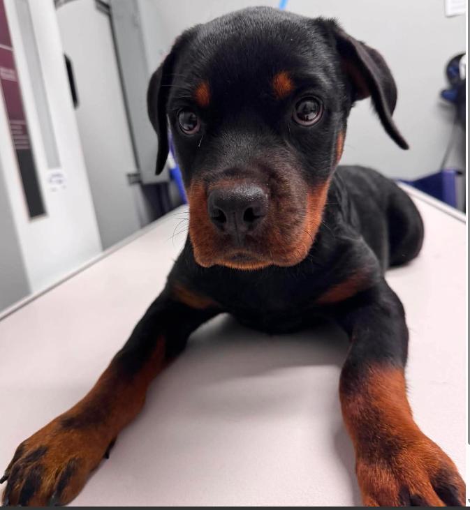 Enlarge Tallulah, a Adoptable Rottweiler in Painesville, OH image 4/5