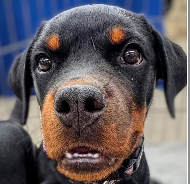 Enlarge Tallulah, a Adoptable Rottweiler in Painesville, OH image 5/5