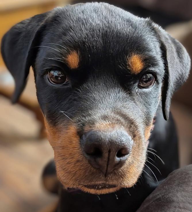 Enlarge Tallulah, a Adoptable Rottweiler in Painesville, OH image 3/5
