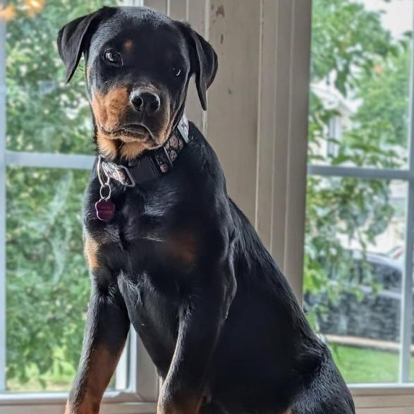 Tallulah, Adoptable, Puppy Female Rottweiler.