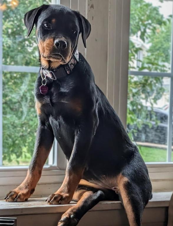 Enlarge Tallulah, a Adoptable Rottweiler in Painesville, OH image 2/5