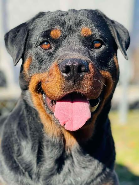 Enlarge Dottie the Rottie, a Adoptable Rottweiler in Hillsboro, NH image 2/3