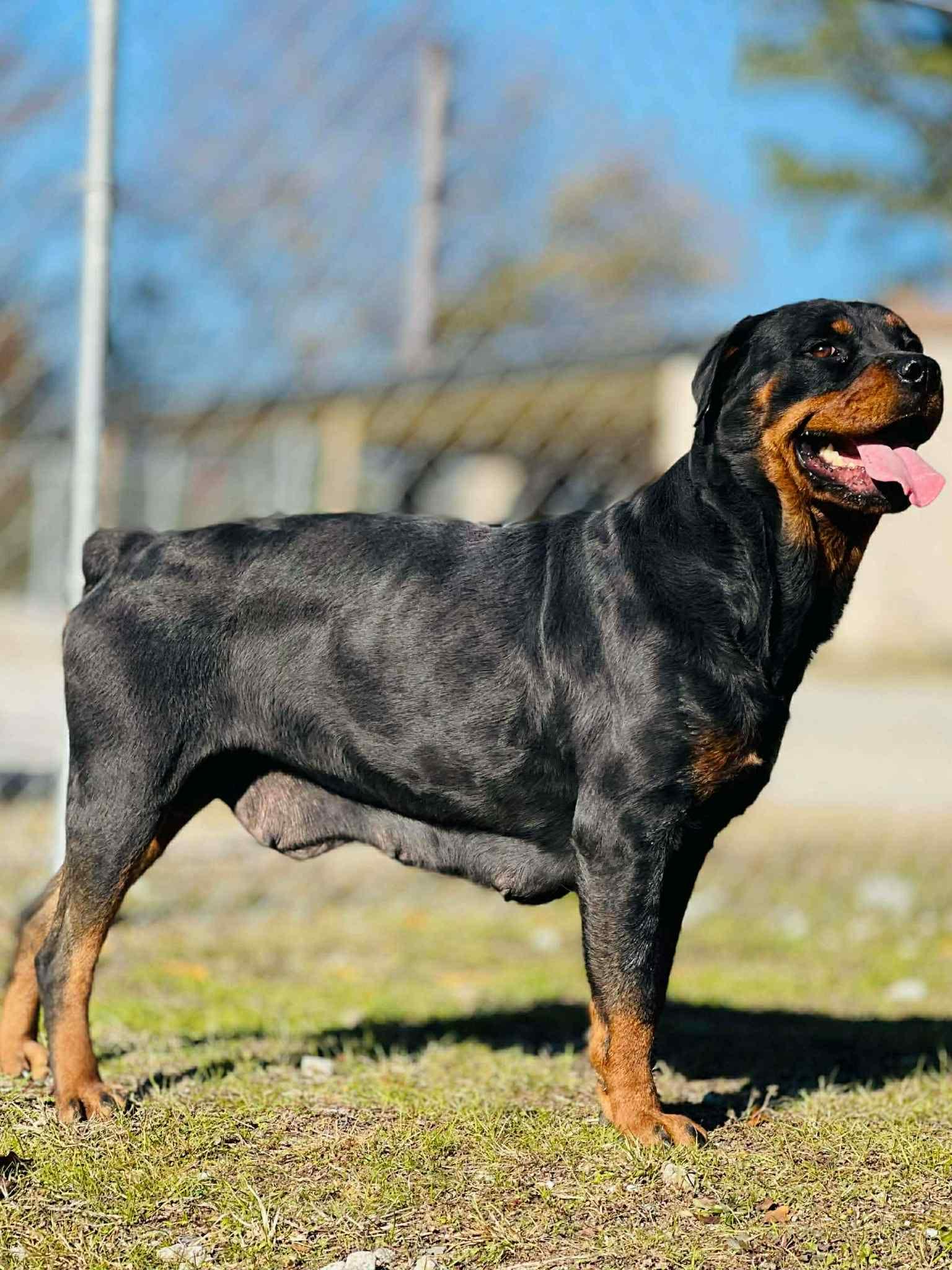 Enlarge Dottie the Rottie, a Adoptable Rottweiler in Hillsboro, NH image 3/3