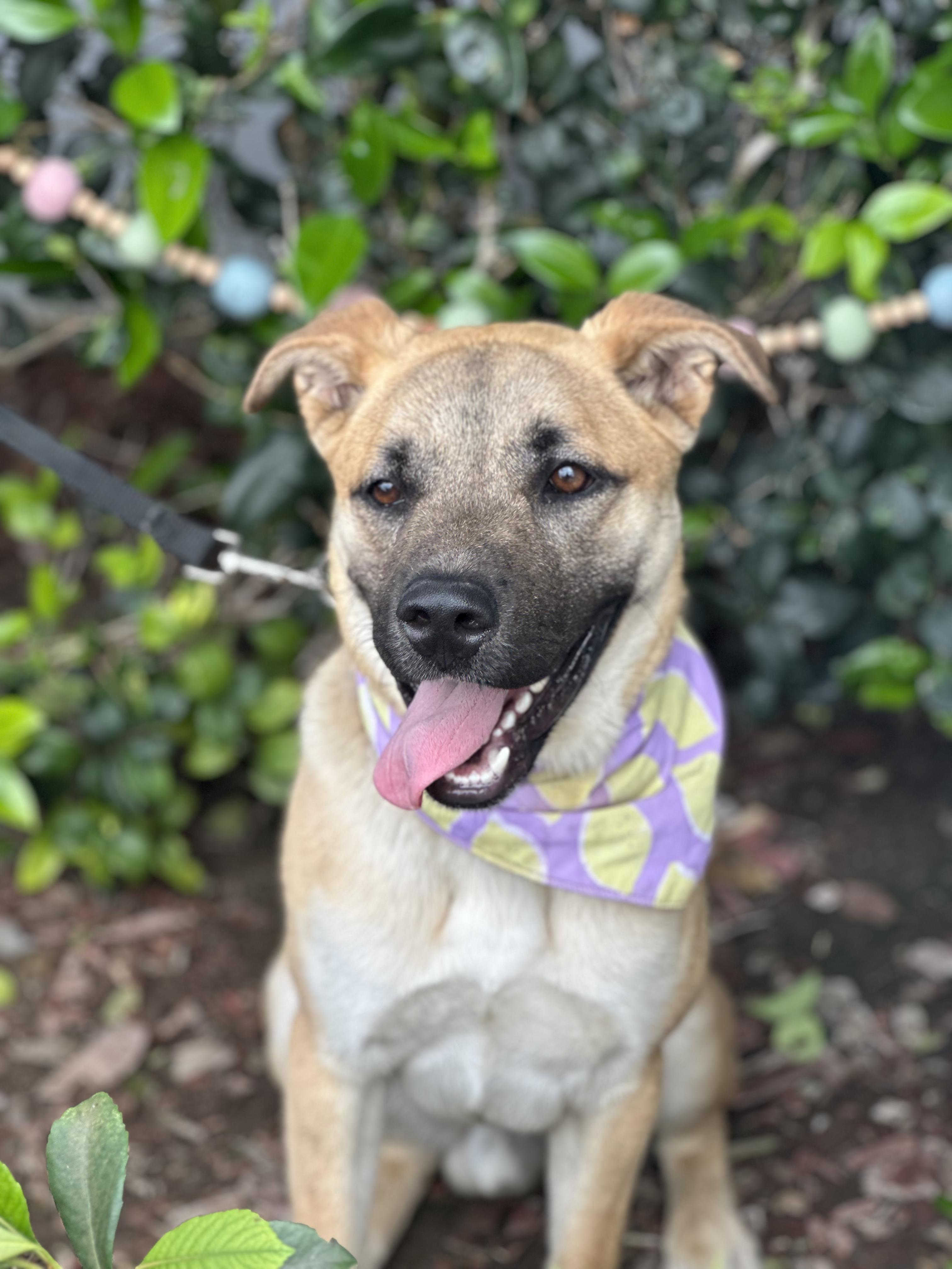 FERNANDO, ADOPTABLE, Young Male German Shepherd Dog.