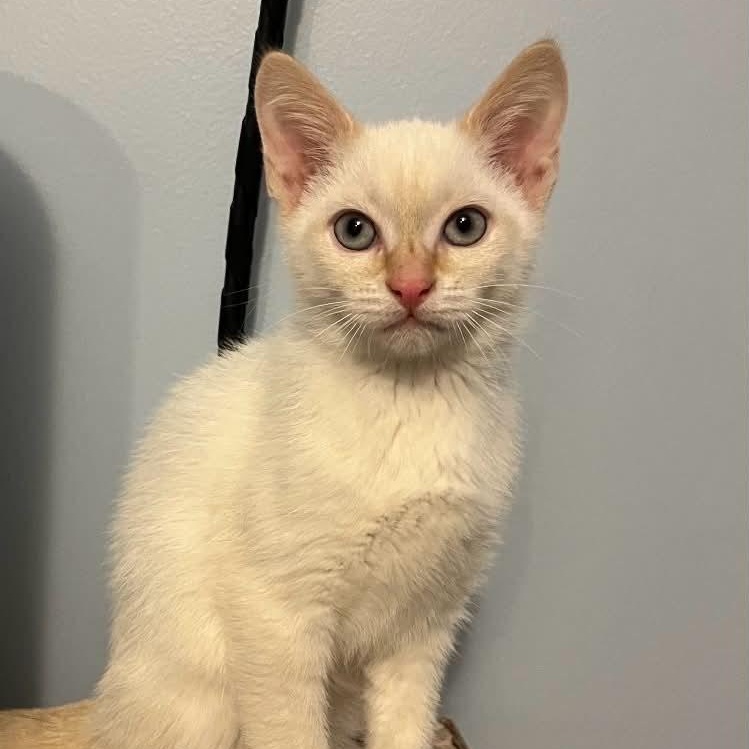 Benjamin - Adopted 5-16-26, an adopted Siamese in Livonia, MI image 1/3