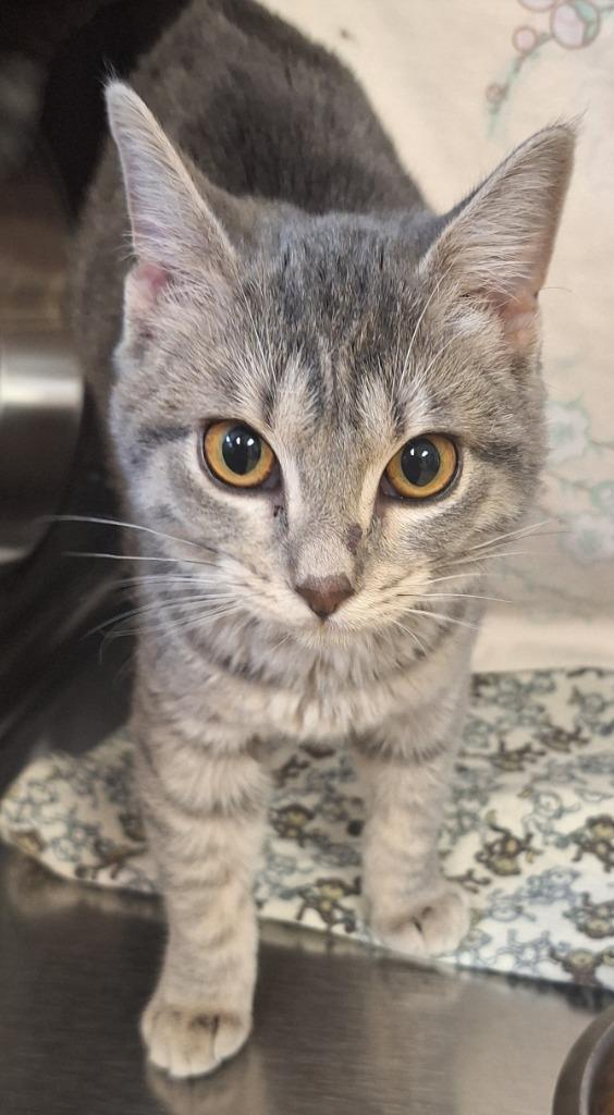 Enlarge Pippy, a Adoptable mixed breed in Grand Forks, ND image 2/2