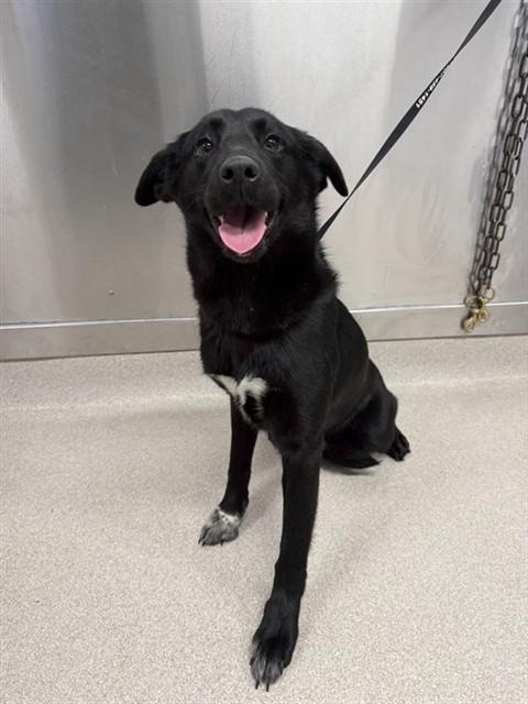 DAHLIA, Adoptable, Young Female Labrador Retriever & Mixed Breed.
