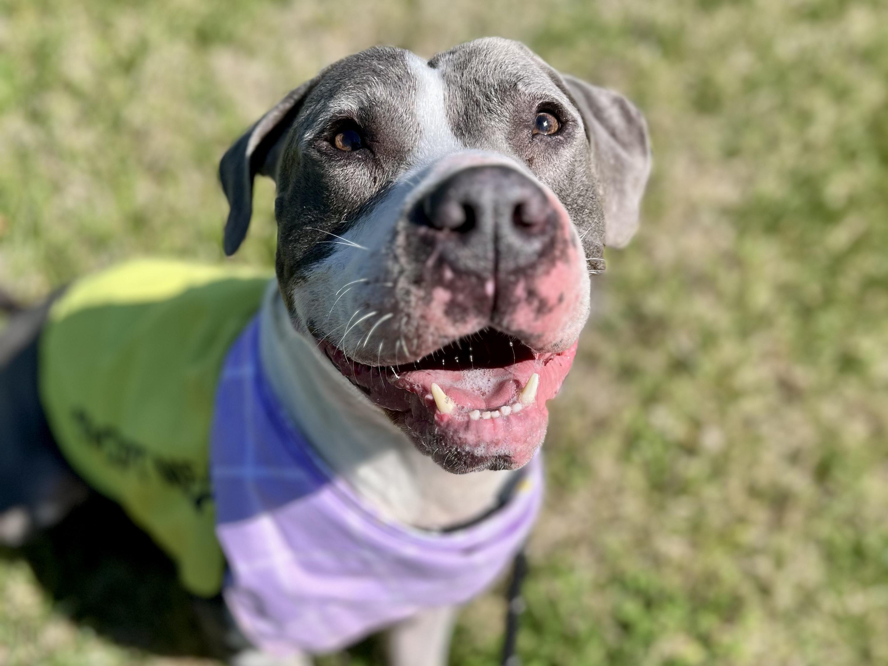 Enlarge Canyon (ADOPTION FEE SPONSORED), a ADOPTABLE mixed breed in Charlotte, NC image 5/6