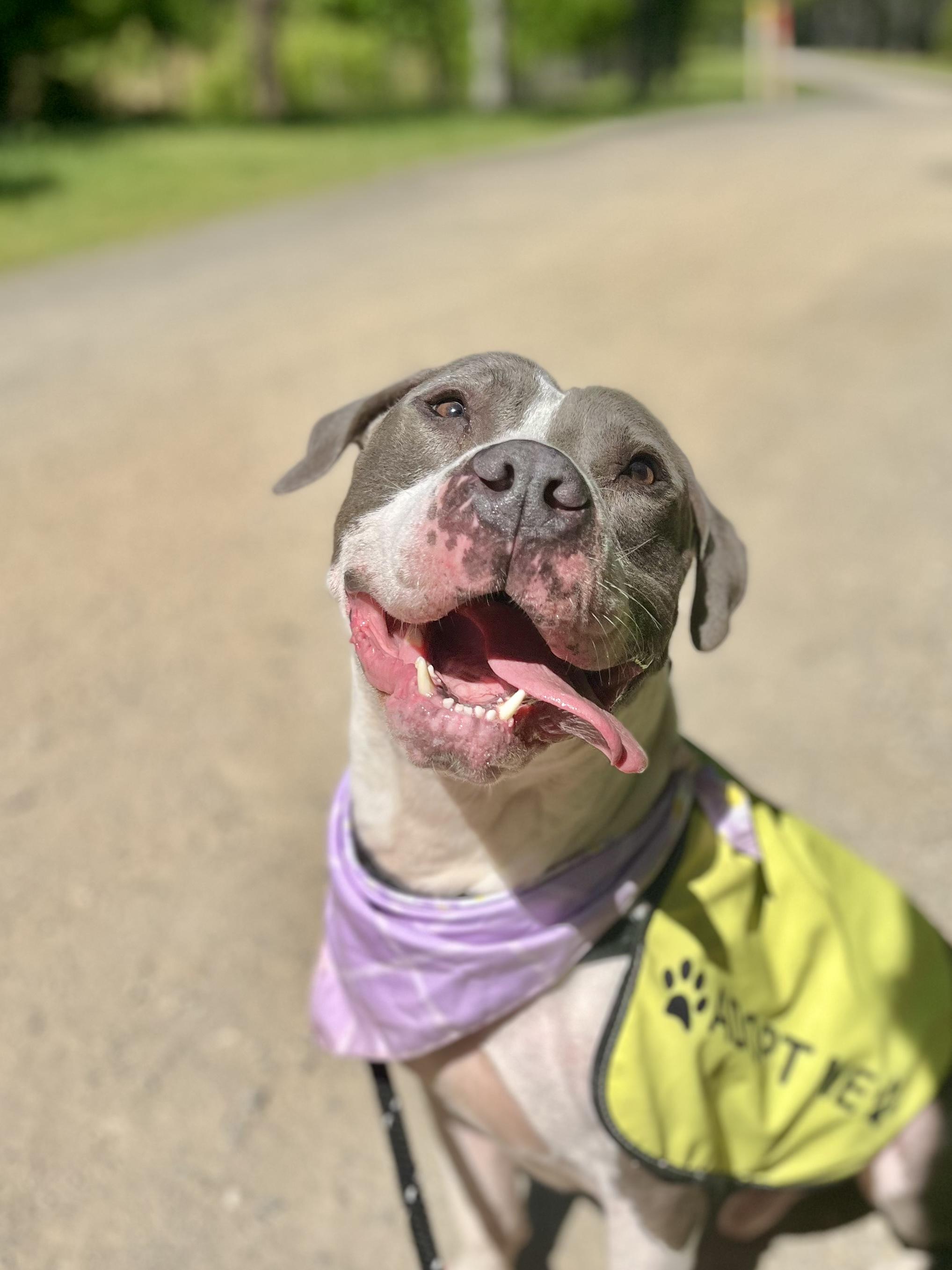 Enlarge Canyon (ADOPTION FEE SPONSORED), a ADOPTABLE mixed breed in Charlotte, NC image 2/6