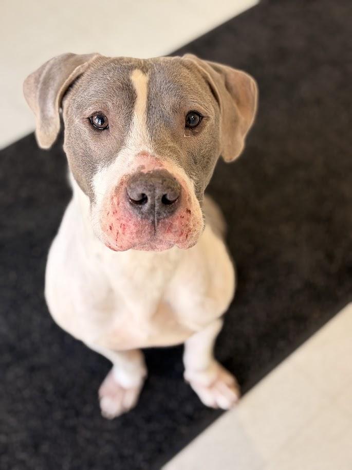 Enlarge Canyon (ADOPTION FEE SPONSORED), a ADOPTABLE mixed breed in Charlotte, NC image 1/6