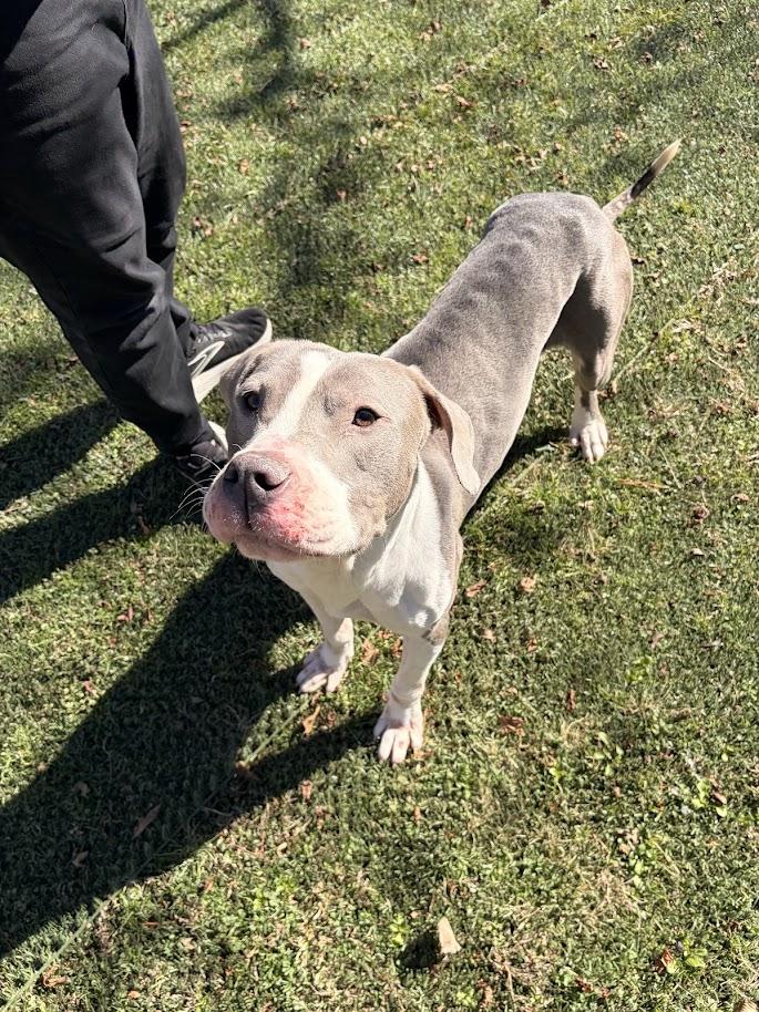 Enlarge Canyon (ADOPTION FEE SPONSORED), a ADOPTABLE mixed breed in Charlotte, NC image 4/6