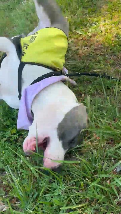 Enlarge Canyon (ADOPTION FEE SPONSORED), a ADOPTABLE mixed breed in Charlotte, NC video 6/6