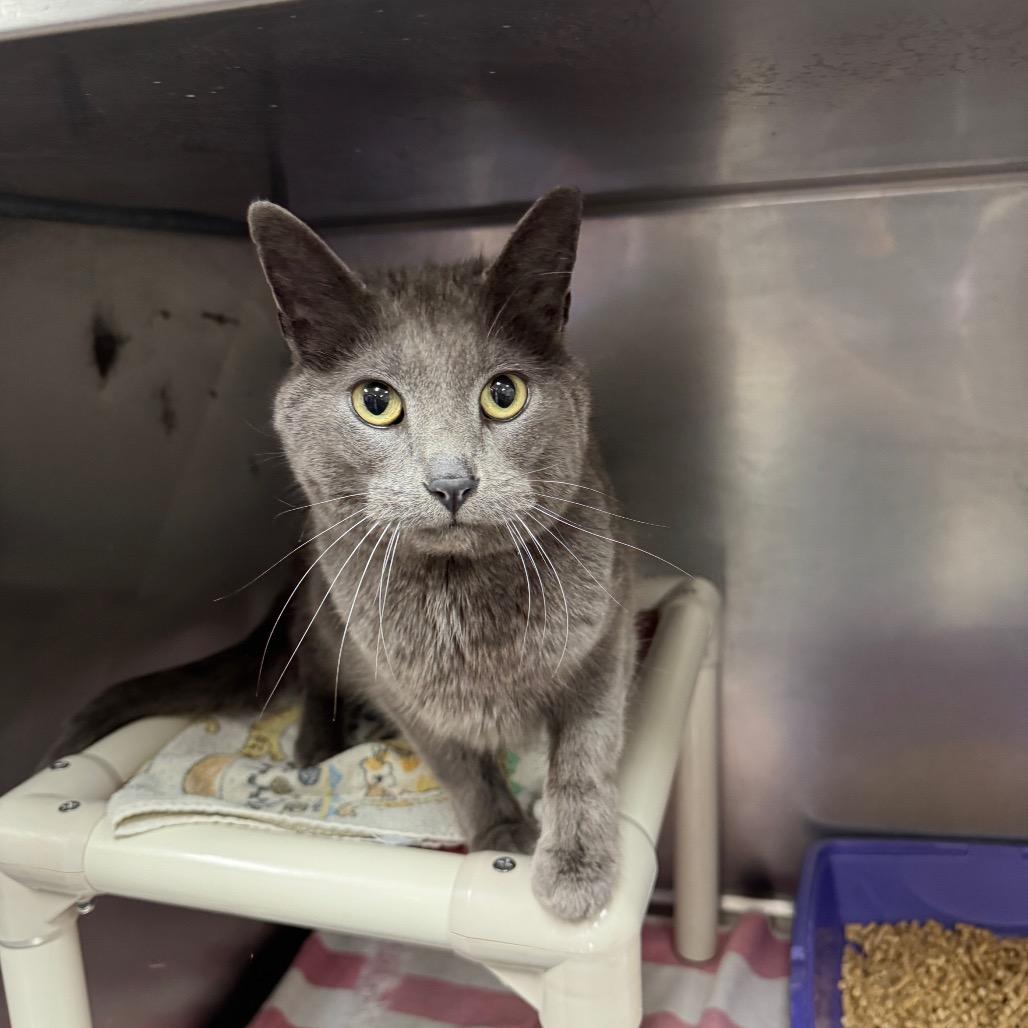 Dash, Adoptable, Young Male Domestic Short Hair.