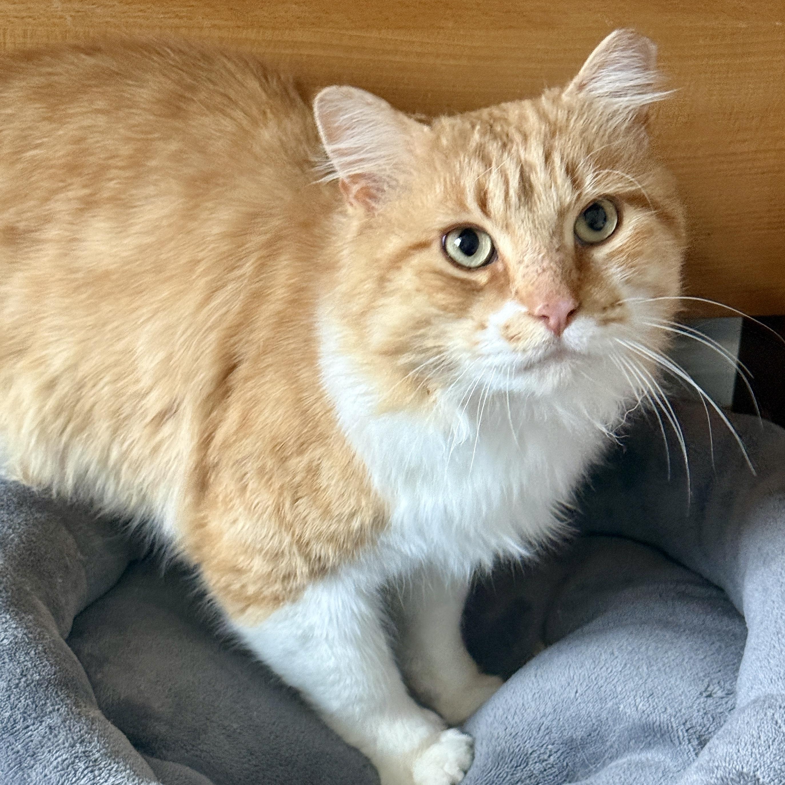 Sir Archibald McChicken, Adoptable, Young Male Domestic Long Hair.