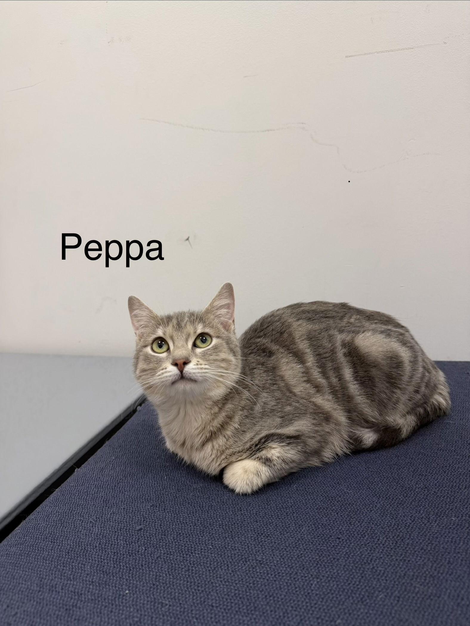 Enlarge Peppa, a Adopted Domestic Short Hair in Longwood, FL image 1/1