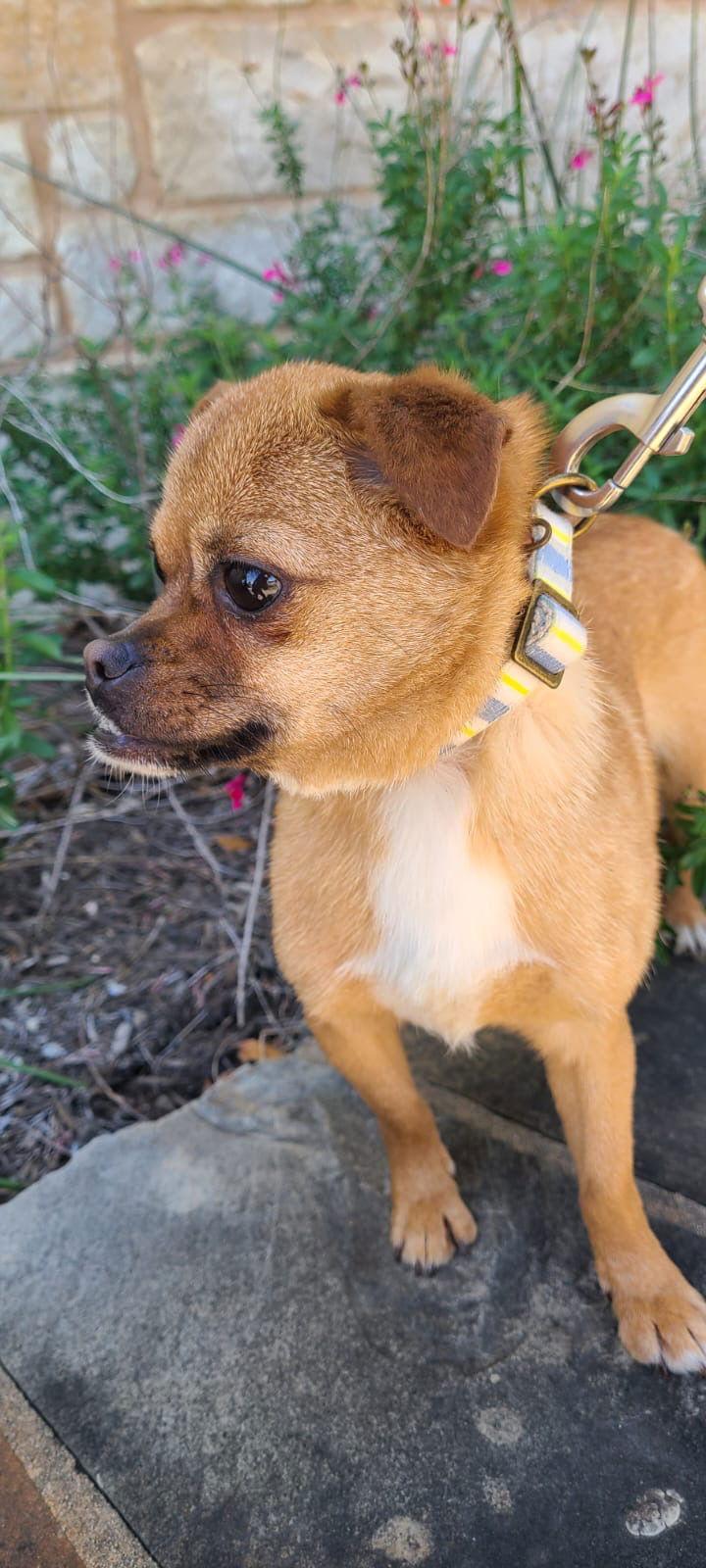 juna, Adoptable, Young Female Pug & Affenpinscher.