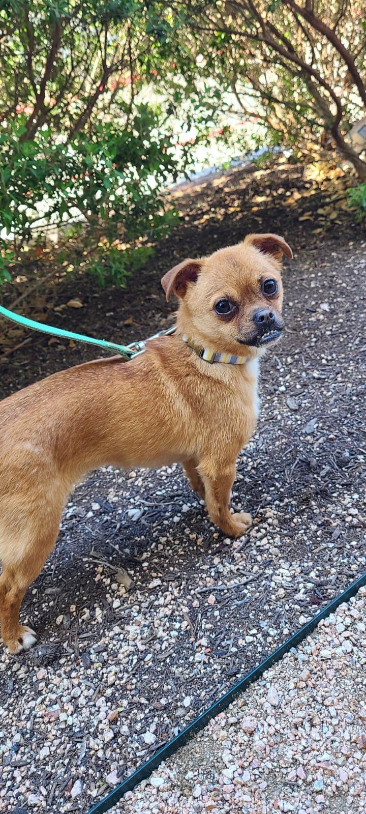 Enlarge juna, a Adoptable mixed breed in San Antonio, TX image 2/3