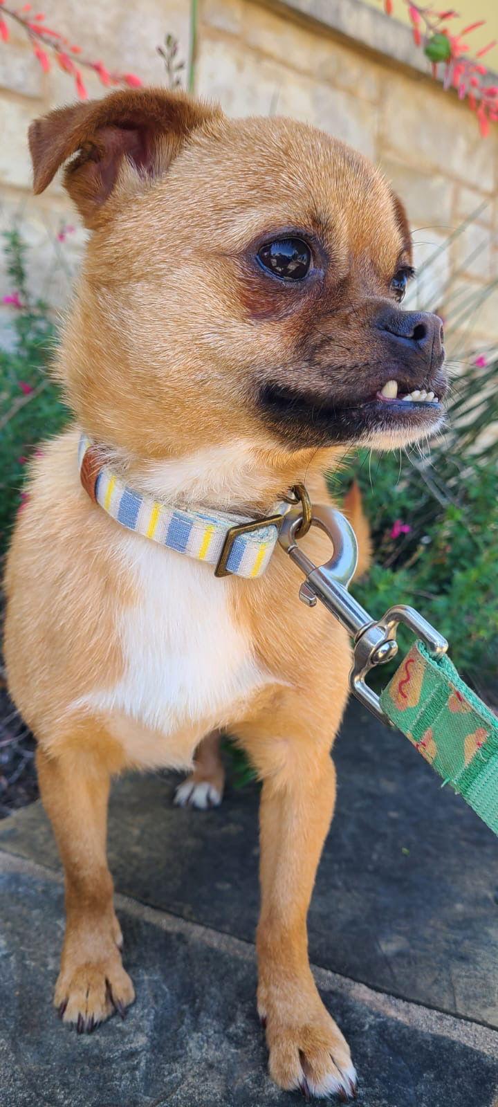 Enlarge juna, a Adoptable mixed breed in San Antonio, TX image 3/3