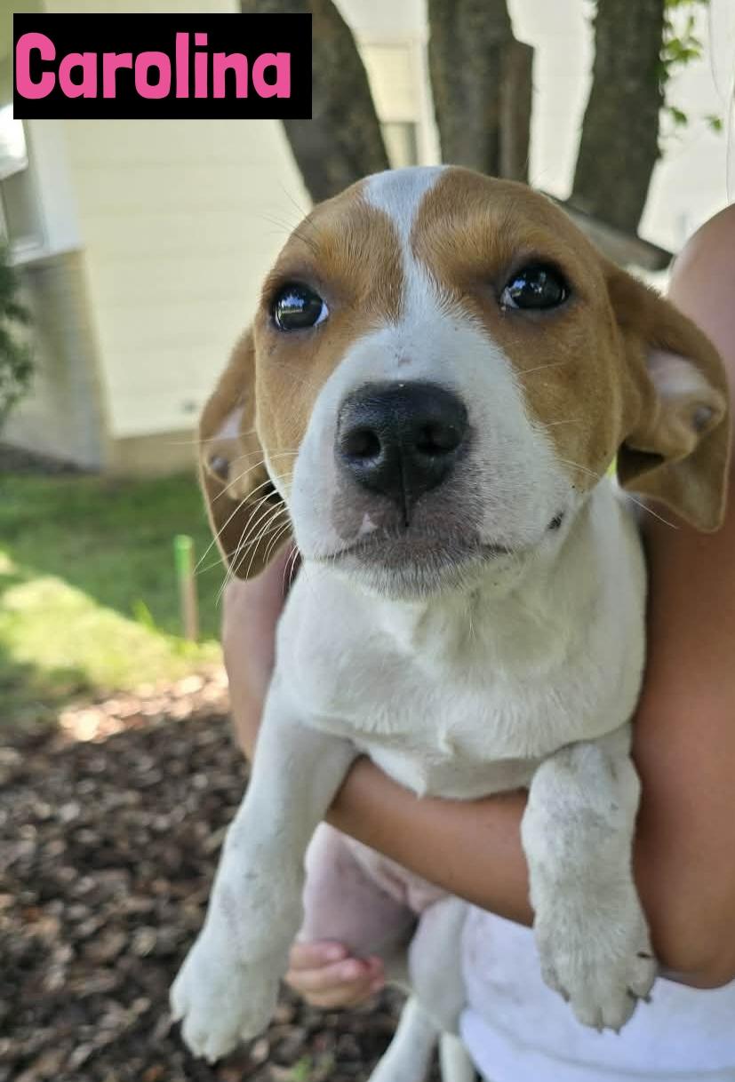Carolina, ADOPTABLE, Puppy Female Labrador Retriever.
