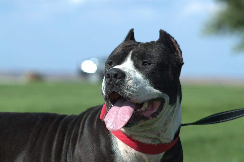 Enlarge Cabo, a Adoptable mixed breed in Moses Lake, WA image 1/5