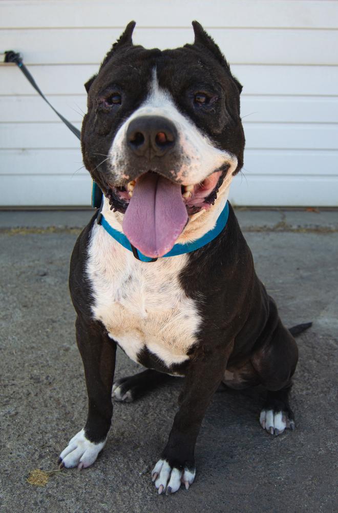 Enlarge Cabo, a Adoptable mixed breed in Moses Lake, WA image 2/5