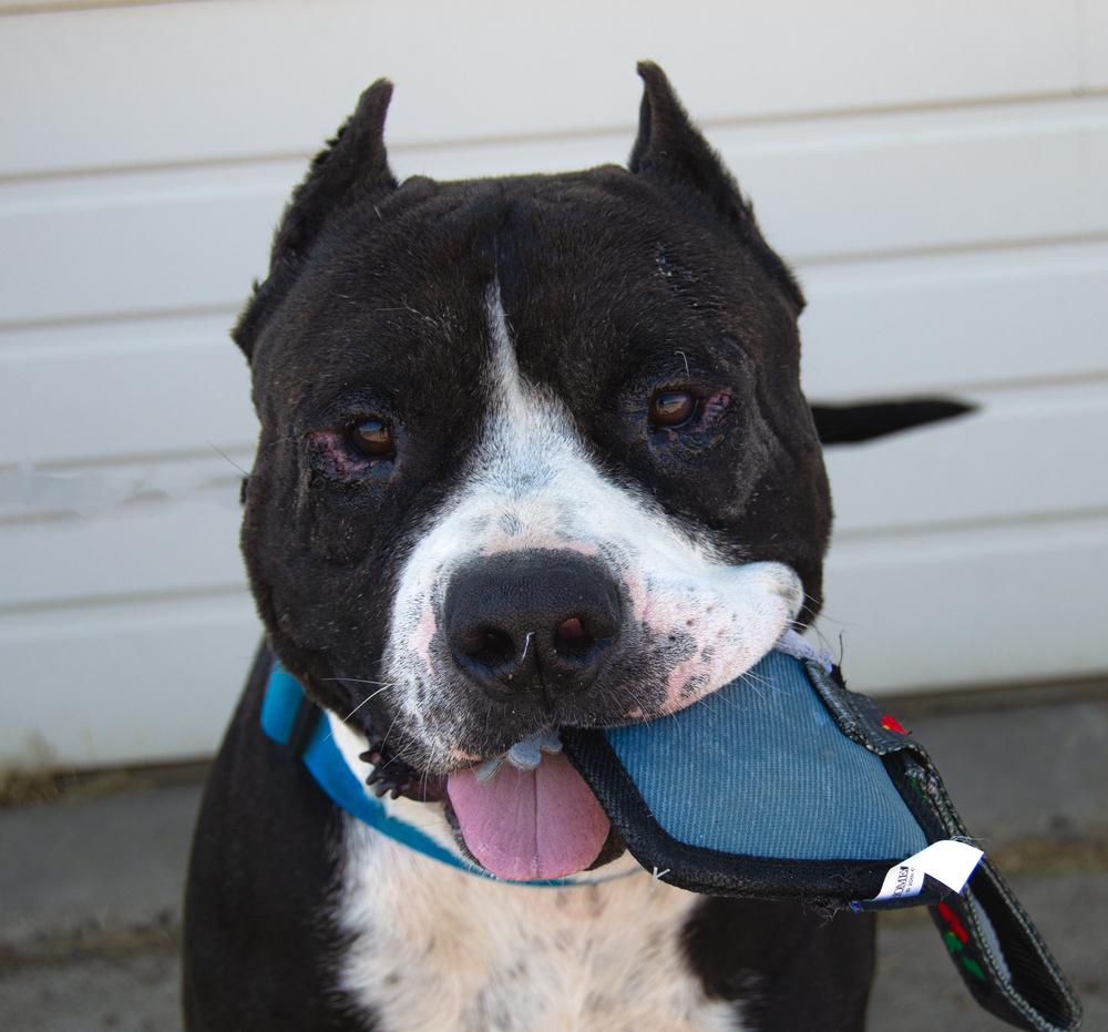 Enlarge Cabo, a Adoptable mixed breed in Moses Lake, WA image 3/5