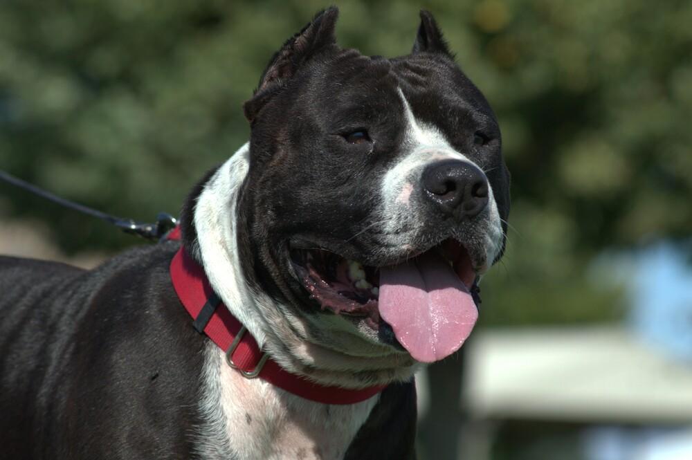 Enlarge Cabo, a Adoptable mixed breed in Moses Lake, WA image 5/5