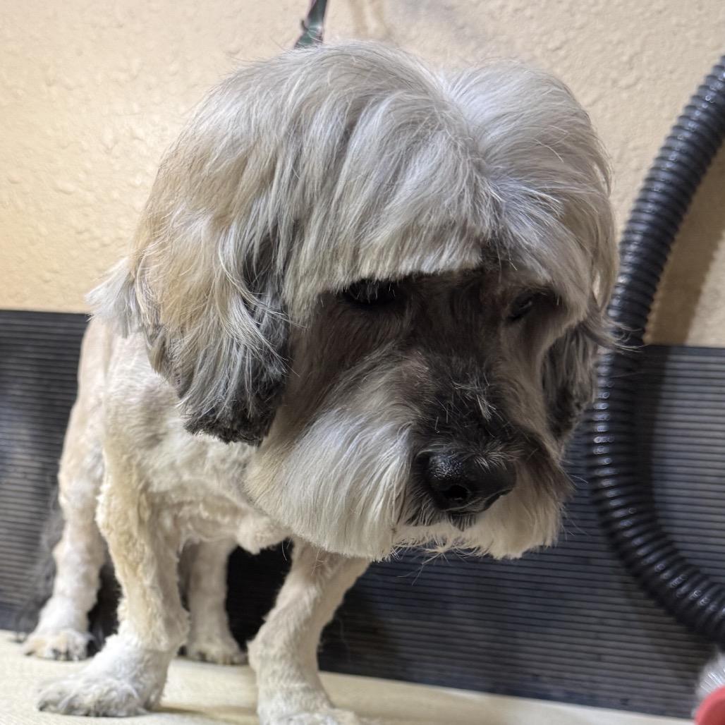 Gary, Adoptable, Senior Male Lhasa Apso & Dachshund.