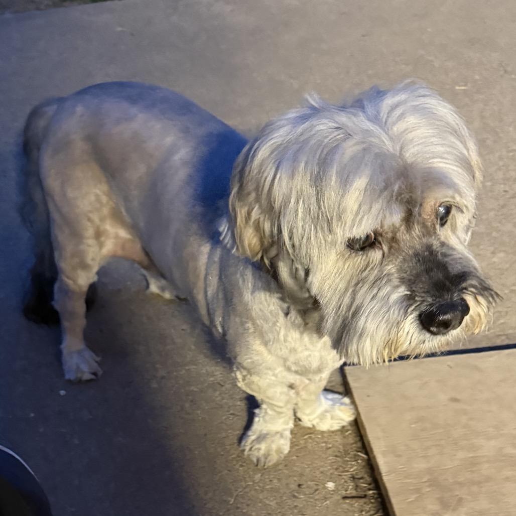 Gary, a Adoptable mixed breed in Little Rock, AR image 2/4