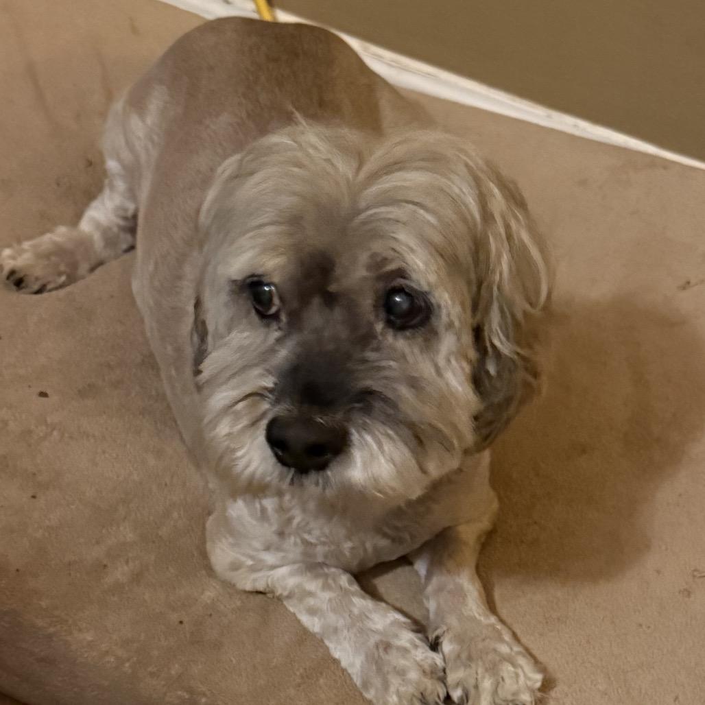 Gary, a Adoptable mixed breed in Little Rock, AR image 3/4