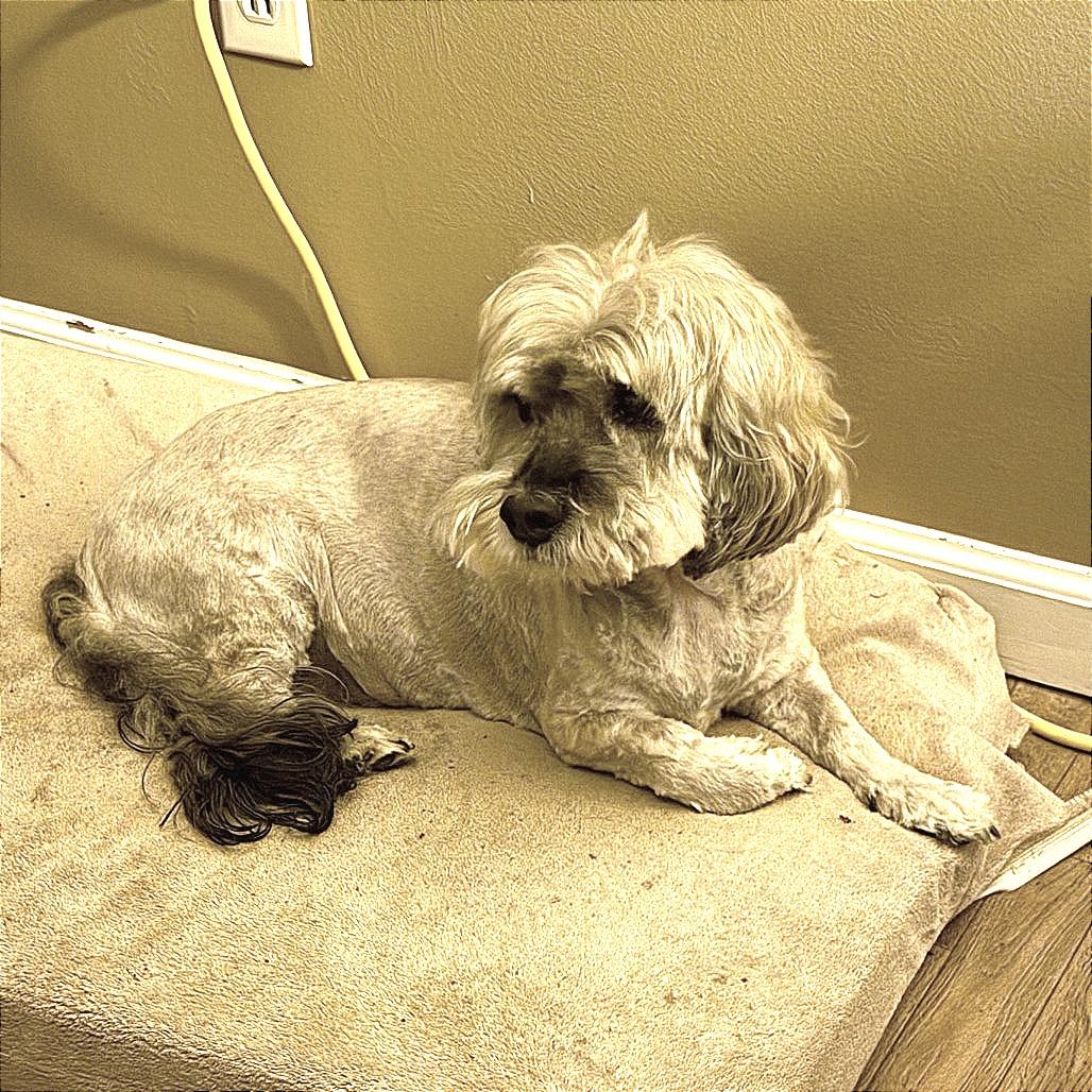 Gary, a Adoptable mixed breed in Little Rock, AR image 4/4