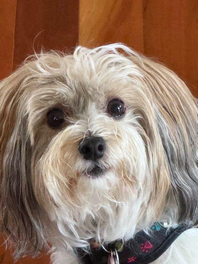 Enlarge Teddy in San Francisco, CA, a Adoptable Havanese in San Francisco, CA image 1/6