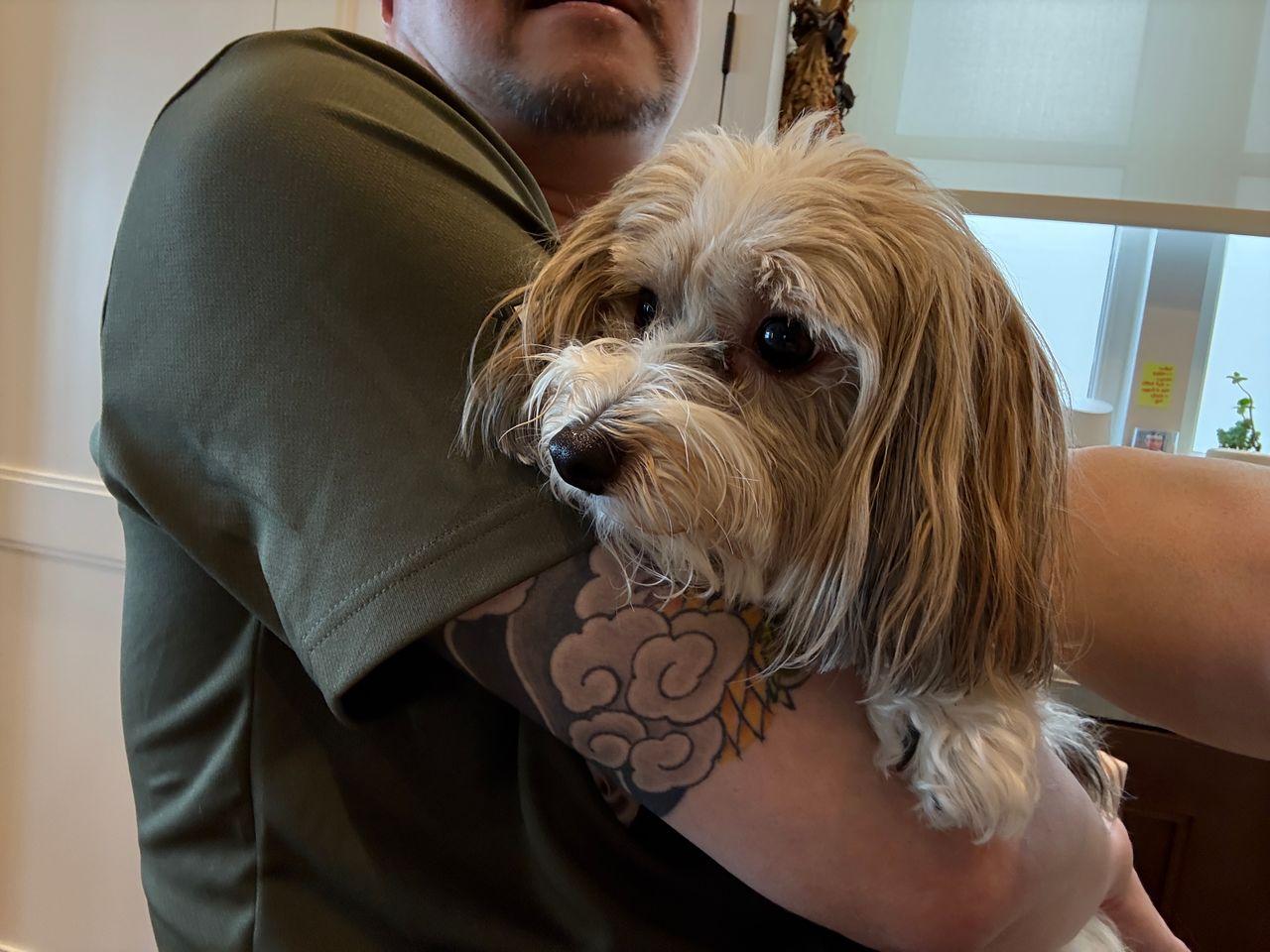 Enlarge Teddy in San Francisco, CA, a Adoptable Havanese in San Francisco, CA image 2/6