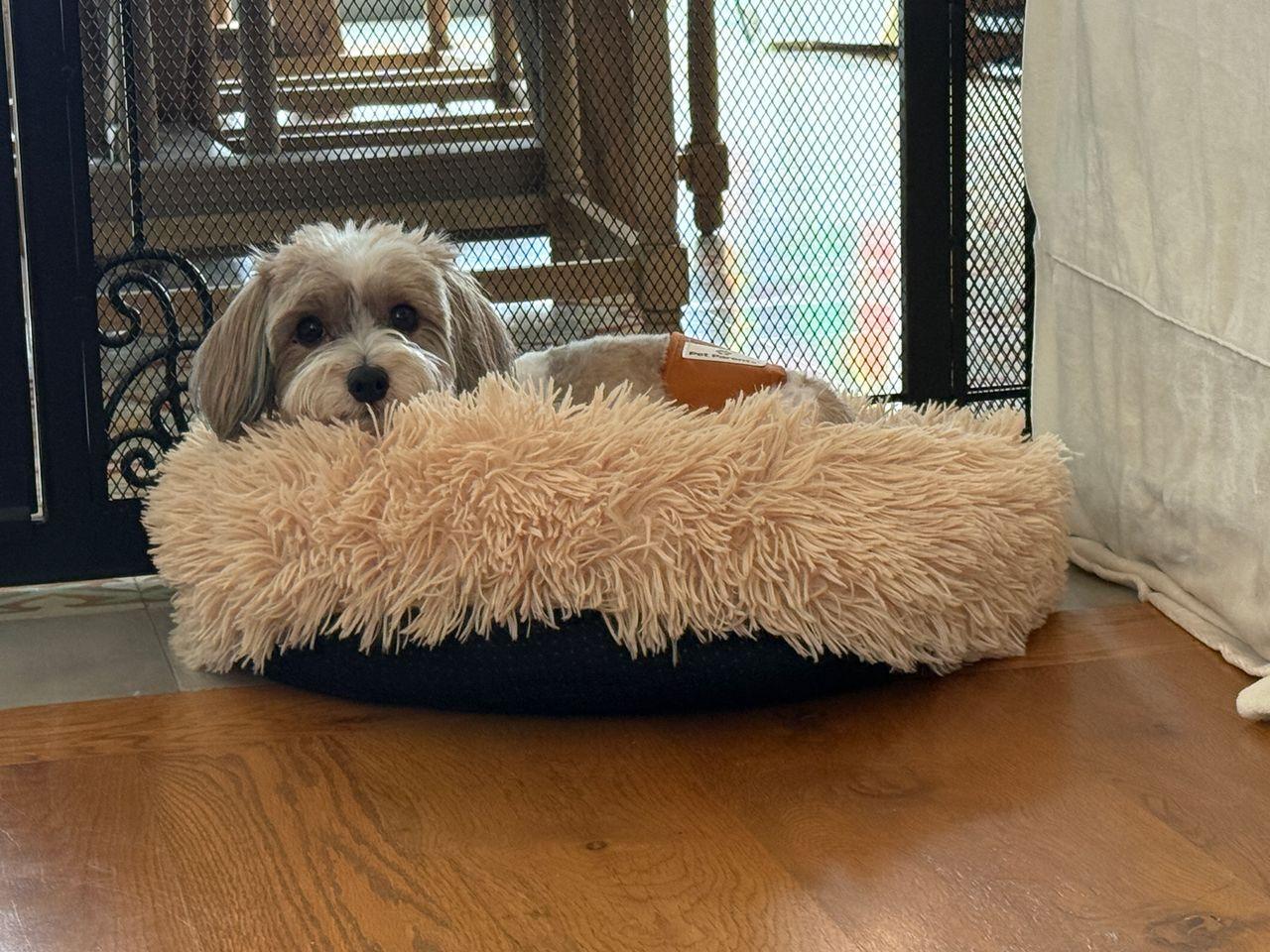 Enlarge Teddy in San Francisco, CA, a Adoptable Havanese in San Francisco, CA image 3/6