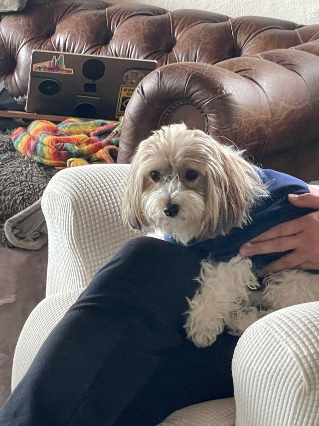 Enlarge Teddy in San Francisco, CA, a Adoptable Havanese in San Francisco, CA image 4/6