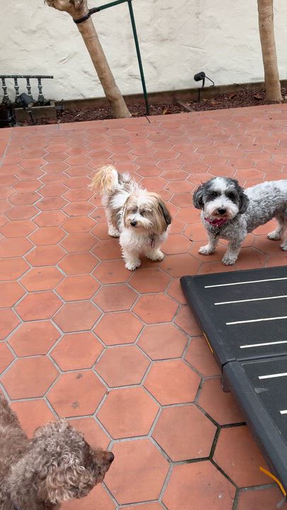Enlarge Teddy in San Francisco, CA, a Adoptable Havanese in San Francisco, CA video 5/6