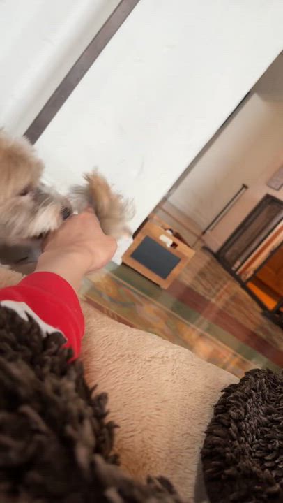 Enlarge Teddy in San Francisco, CA, a Adoptable Havanese in San Francisco, CA video 6/6