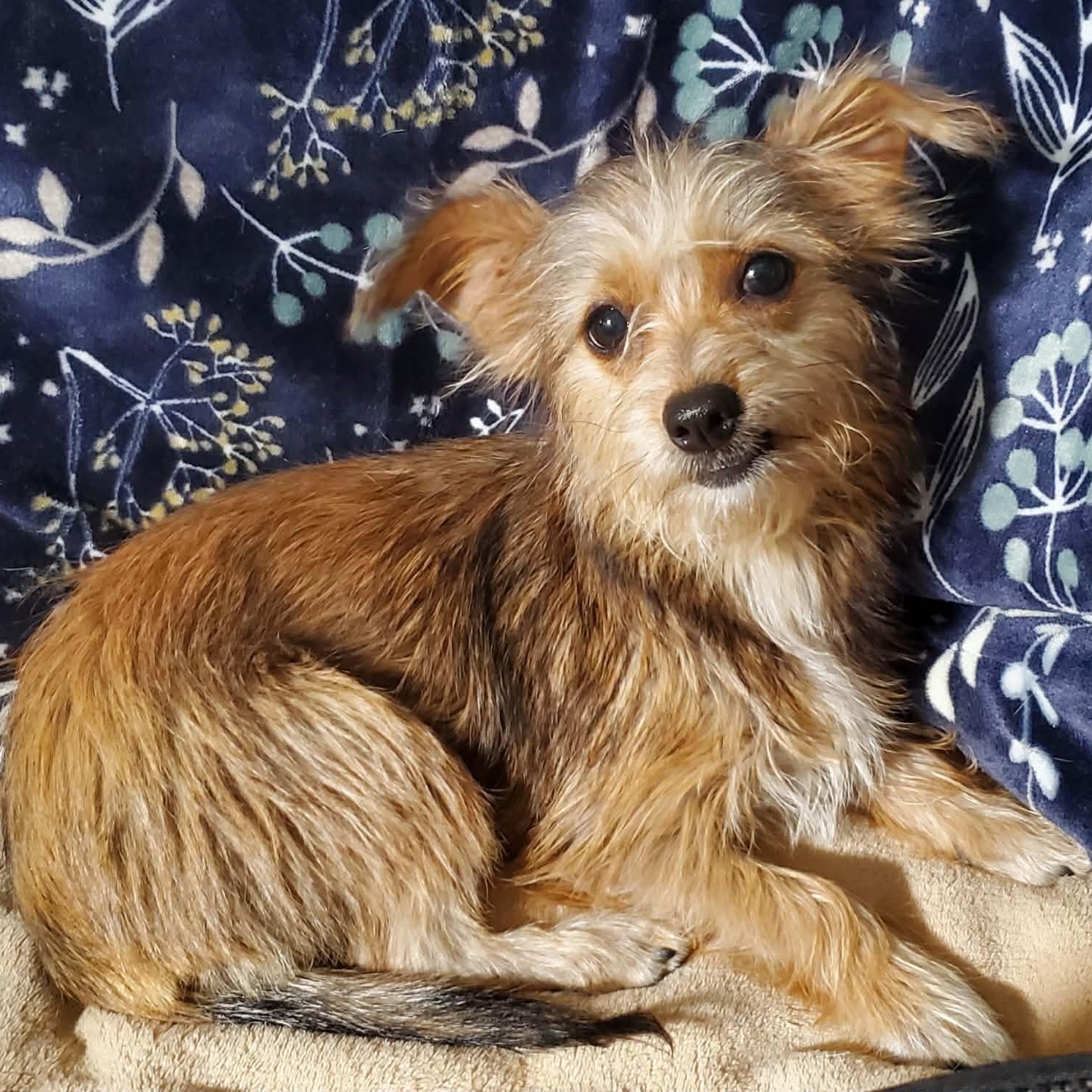 GiGi 8 lbs, an adopted mixed breed in Kingsburg, CA image 2/6