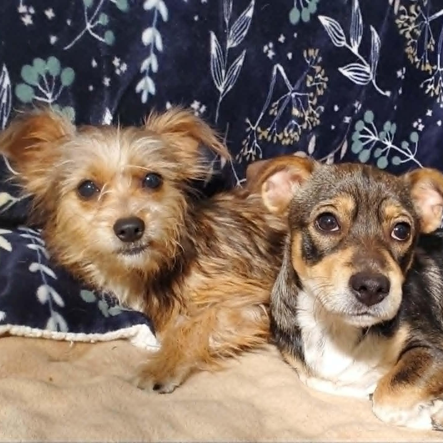 GiGi 8 lbs, an adopted mixed breed in Kingsburg, CA image 3/6