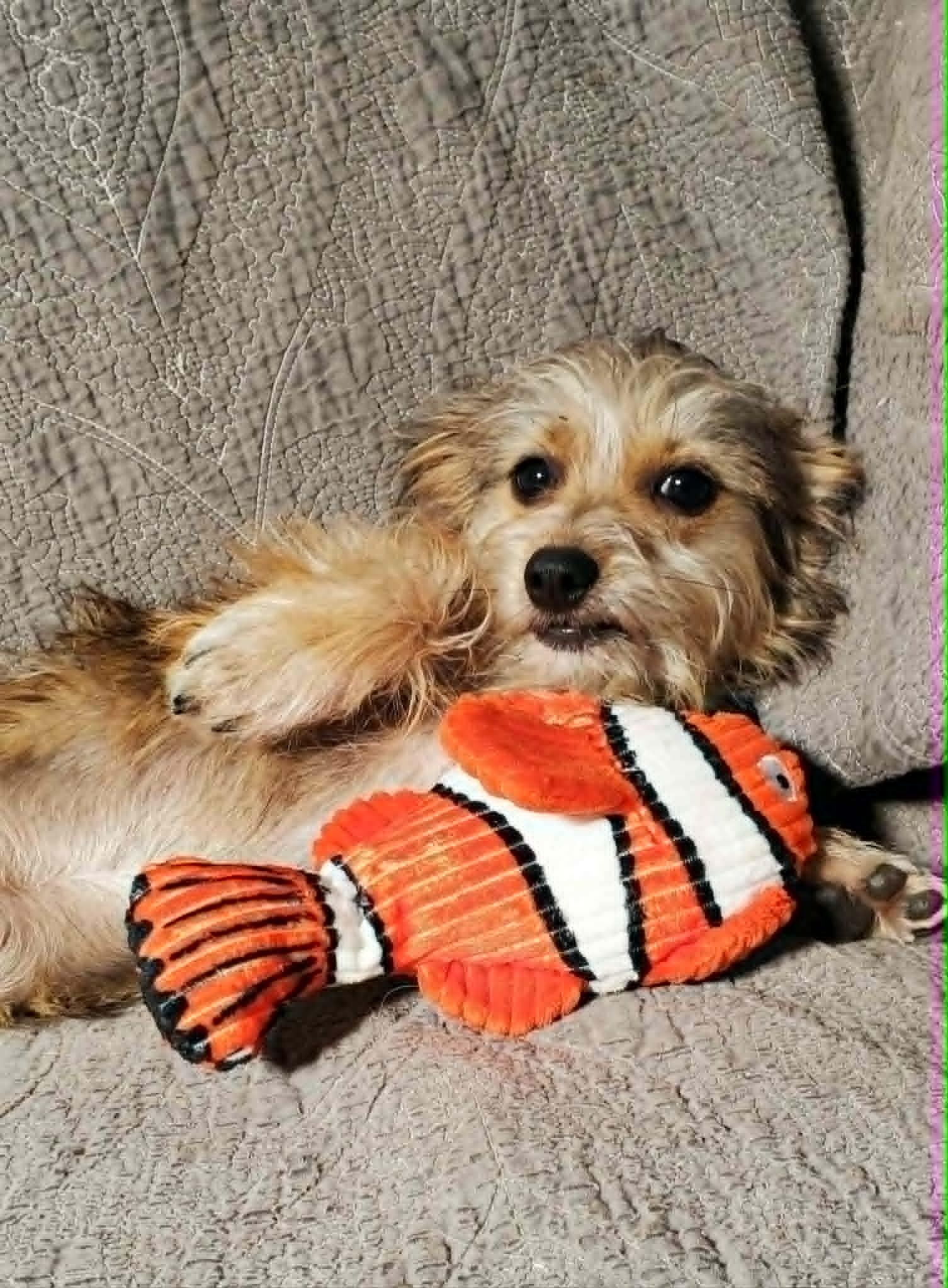 GiGi 8 lbs, an adopted mixed breed in Kingsburg, CA image 5/6