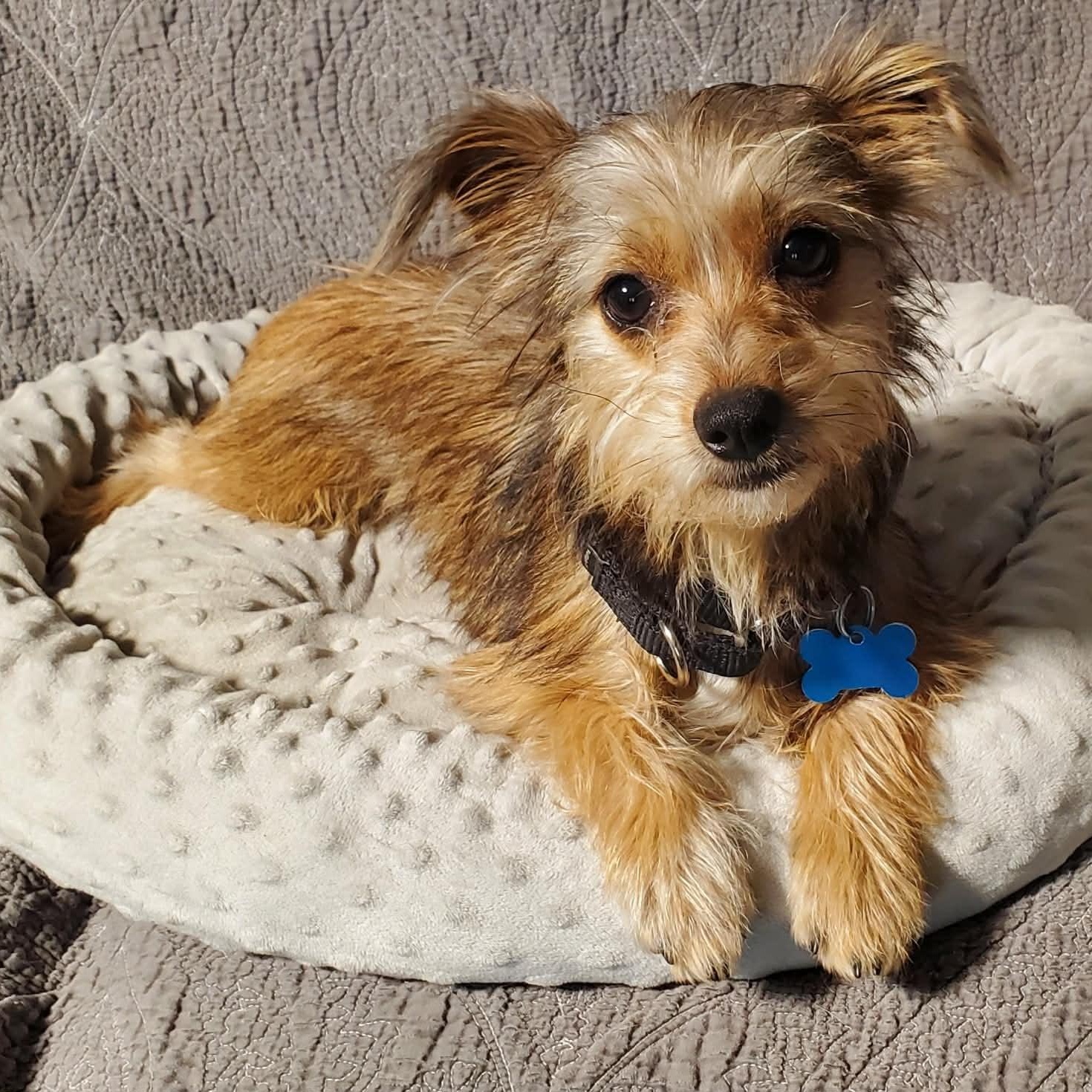 GiGi 8 lbs, adopted, Puppy Female Yorkshire Terrier & Chihuahua.