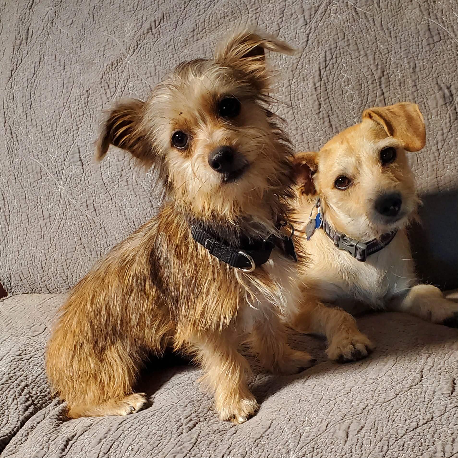 GiGi 8 lbs, an adopted mixed breed in Kingsburg, CA image 4/6
