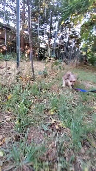 Enlarge GiGi 8 lbs, an adopted mixed breed in Kingsburg, CA video 6/6