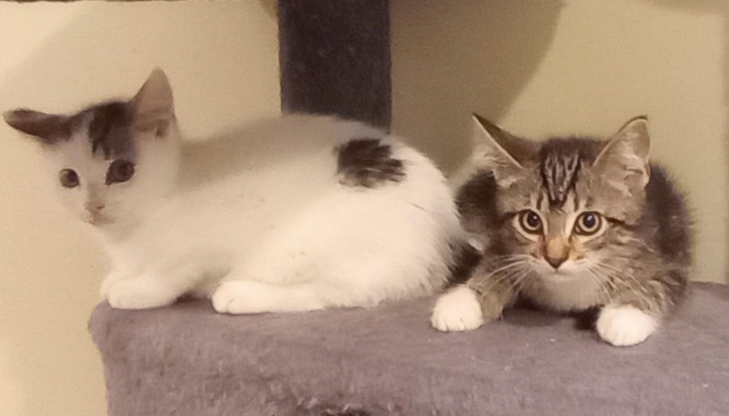 Enlarge Spot and Princess, an adopted Domestic Short Hair in Wayland, MA image 1/6