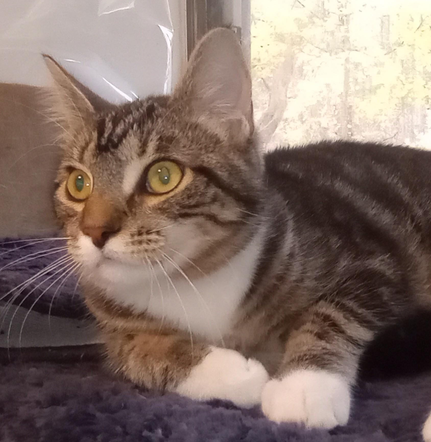 Enlarge Spot and Princess, an adopted Domestic Short Hair in Wayland, MA image 6/6