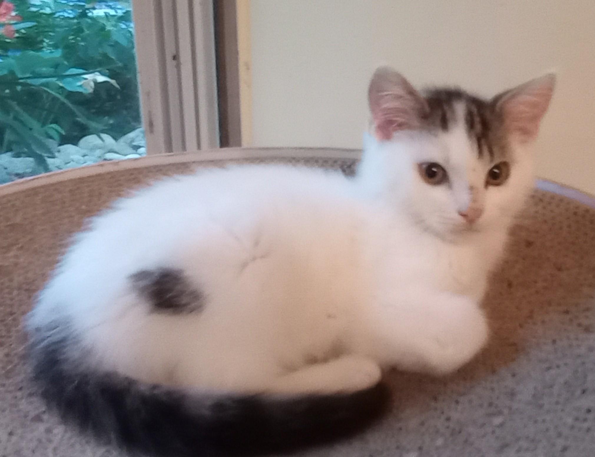 Enlarge Spot and Princess, an adopted Domestic Short Hair in Wayland, MA image 2/6