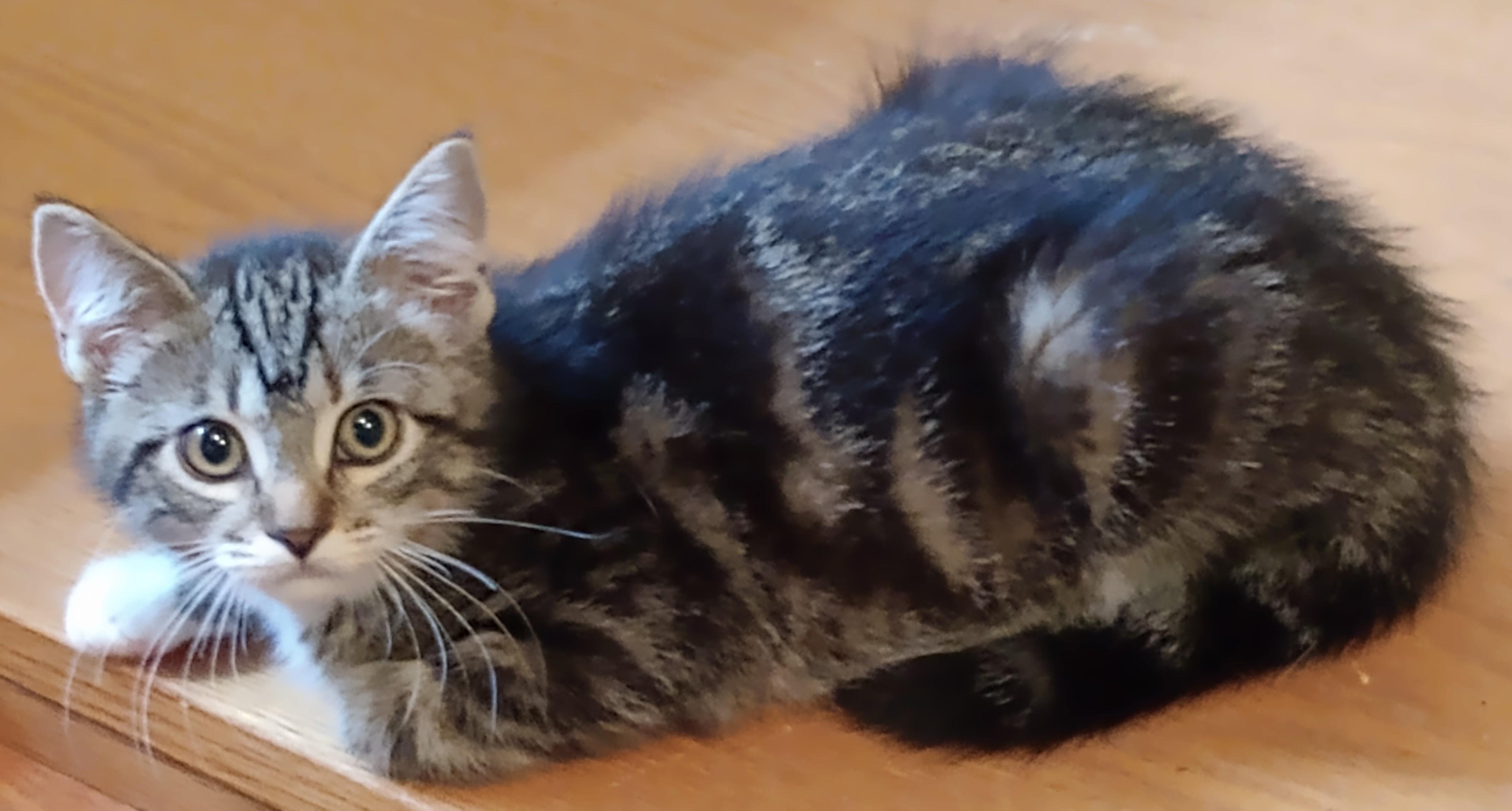 Enlarge Spot and Princess, an adopted Domestic Short Hair in Wayland, MA image 3/6